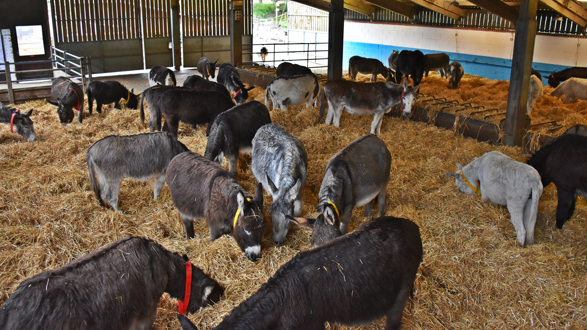 New Barn Donkeys